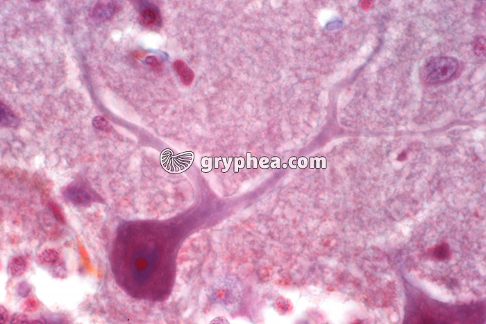 Cellule de Purkinje Cervelet x200 - gryphea.com